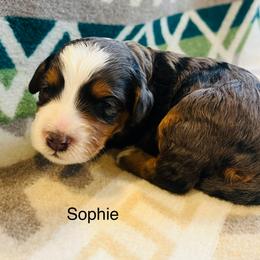 Sophie - Merle female Bernedoodle puppy in Sandy, Oregon from MC Doodles