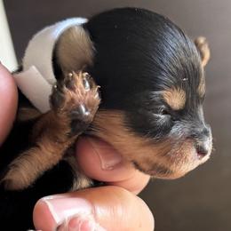 Yorkshire Terrier puppies from Keonia's Yorkshire Terriers
