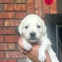 Girl 4 - Light golden female Golden Retriever puppy in Roca, Nebraska from Oak Haven Goldens