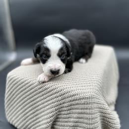 Colt - Black tri male Miniature Australian Shepherd puppy in Queen Creek, Arizona from Arizona Aussies