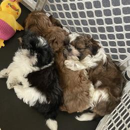 Shih Tzu Puppies from Pikes Peak Shih Tzu
