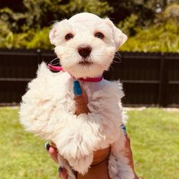 Cali - White female Miniature Schnauzer puppy in Lehigh Acres, Florida from Regency Schnauzer