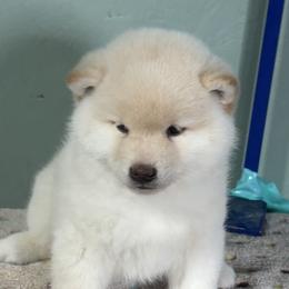 Bruno - Cream male Shiba Inu puppy in Winthrop, Minnesota from Kayobi Shibas