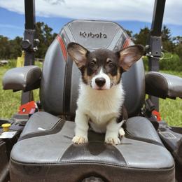 Sol - Black and white female American Corgi puppy in Inverness, Florida from Canaan Farm Corgis