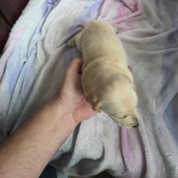 Cream baby girl - Cream female Dachshund puppy in Crab Orchard, Kentucky from Lucy’s legacy dachshunds