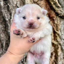 Charlie - Cream male Pomeranian puppy in Springfield, Missouri from Hope Mountain Pomeranians