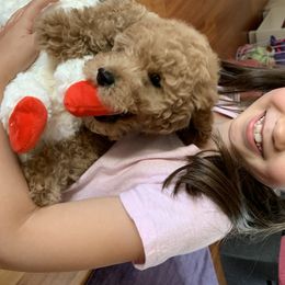 Aussiedoodle and Goldendoodle Puppies from West Coast Doodles