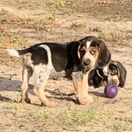 Beagle Puppies from Southern Skye Farm