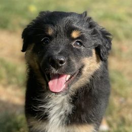 Miniature Australian Shepherds from Trinity Aussies Mini Portland