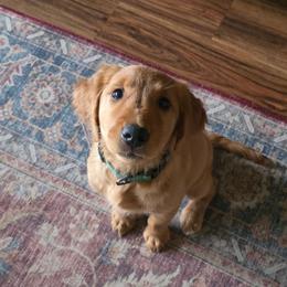 Cedar - Dark golden female Golden Retriever puppy in Albany, Oregon from Sutter Bay Retrievers