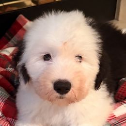 Old English Sheepdogs from Cotufas