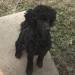 Prince - Poodle