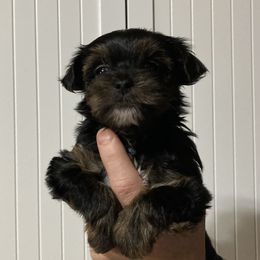 Assorted Doodle Crosses, Double Doodle, Maltipoo, Morkie, and Yorkipoo Puppies from Danza Bolo