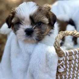 Mr. Blue - Red and white male Shih Tzu puppy in Waco, Texas from Shih Tzus To Love
