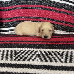 Sweet pea - Cream female Dachshund puppy in Willow Springs, Missouri from Krazy Acre Farm