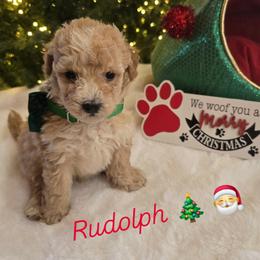 Rudolph - Red  male Goldendoodle puppy in Bristol, Tennessee from 4goldendoodles