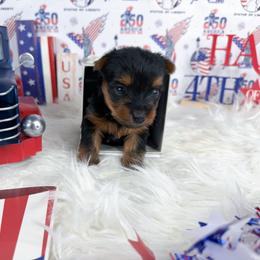 Teacup Luka - Black and tan male Yorkshire Terrier puppy in Lithonia, Georgia from Toy Yorkies Atlanta