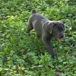 Freya - Gray female Cane Corso puppy in Asheville, North Carolina from MTO KENNELS