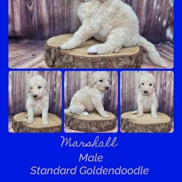 Marshall - Apricot male Goldendoodle puppy in Grabill, Indiana from Rose's Doodles
