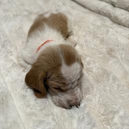Basset Hound Puppies from CK Beagles & Bassets