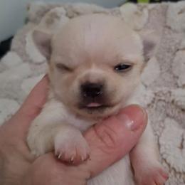 Poppy - Cream female Chihuahua puppy in Bloomington, Indiana from TJs Chihuahuas