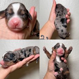 Slumber - pink collar - Tri-color female Bernedoodle puppy in Yuciapa, California from AlltheDoodlez_