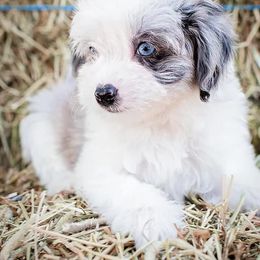Aussiedoodle and Miniature Australian Shepherd Puppies from Biggie Ranch