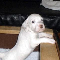 English Setters from ESetters