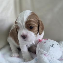 Budapest - Blenheim male Cavalier King Charles Spaniel puppy in Miami, Florida from Tropical Cavaliers