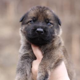 3rd choice male - Sable male German Shepherd puppy in Lucasville, Ohio from Trusting Hearts Kennel
