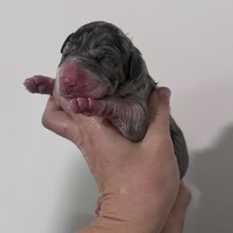 Grimm - Mantle merle female Great Dane puppy in Florida from Beachside Kennels