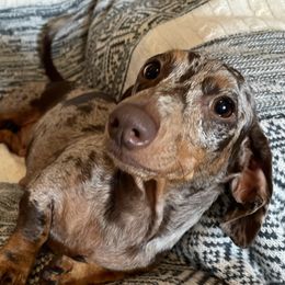 Rocklin - Dachshund