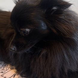 Lumi - Pomeranian