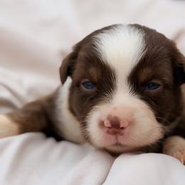Grace AKC - Red tri-color female Australian Shepherd puppy in Polk City, Florida from Skaky Shepherds