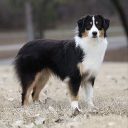 Darcy - Black tri female Miniature American Shepherd puppy in Ferris, Texas from Vigilante Mini Aussies and Schnauzers