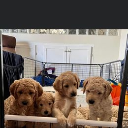 Goldendoodle puppies from B Doodles