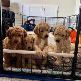 Goldendoodle puppies from B Doodles