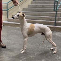 Bombadil - Whippet