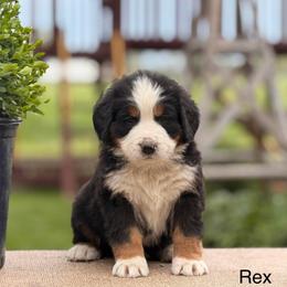 Male 2 - Tri-color male Bernese Mountain Dog puppy in New Haven, Indiana from Maumee Berners