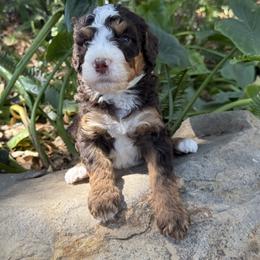 Nutella - Tri-color male Bernedoodle puppy in Temecula, California from Country Hills Doodles