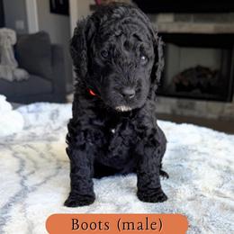 Boots - Black male Goldendoodle puppy in Frostproof, Florida from Lover Dover Doodles