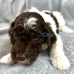 Chip - Parti male Poodle puppy in Stanley, Wisconsin from McJare's Puppy Palace