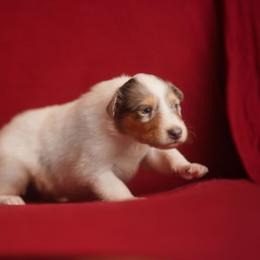 Duke - White male Collie puppy in Blacksburg, Virginia from Blackberry Hills Cattle dogs and Collies