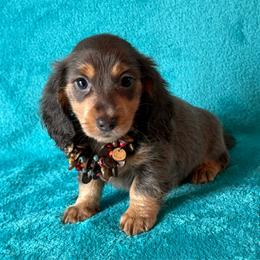 River - Blue and tan female Dachshund puppy in Lincoln, Arkansas from Red Dirt Dachshunds