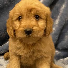 Betsey - Apricot female Goldendoodle puppy in Lowville, New York from Adirondack Labradoodles