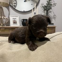 Valentine - Chocolate, tan and white male Yorkshire Terrier puppy in Calhoun, Georgia from Peach State Yorkies