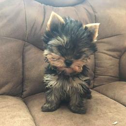 Pomeranian and Yorkshire Terrier Puppies from Melrey's paws