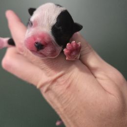 Boo - Black and white female Boston Terrier puppy in Beaverdam, Virginia from Howell Terriers
