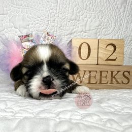 Shih Tzu Puppies from Shurbeez Shih Tzu