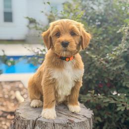 Boss Baby - Red  male Goldendoodle puppy in Rose Hill, North Carolina from Red Door Canines